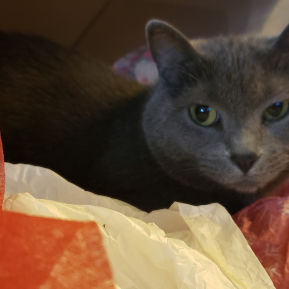 Pet Friendly Closet - Picture 6 of 8